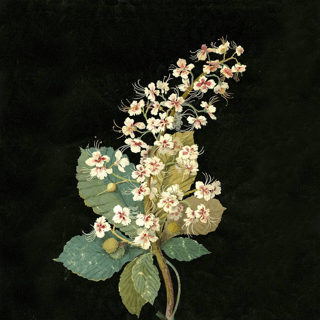 Mary Delany - Horse Chestnut (1776)